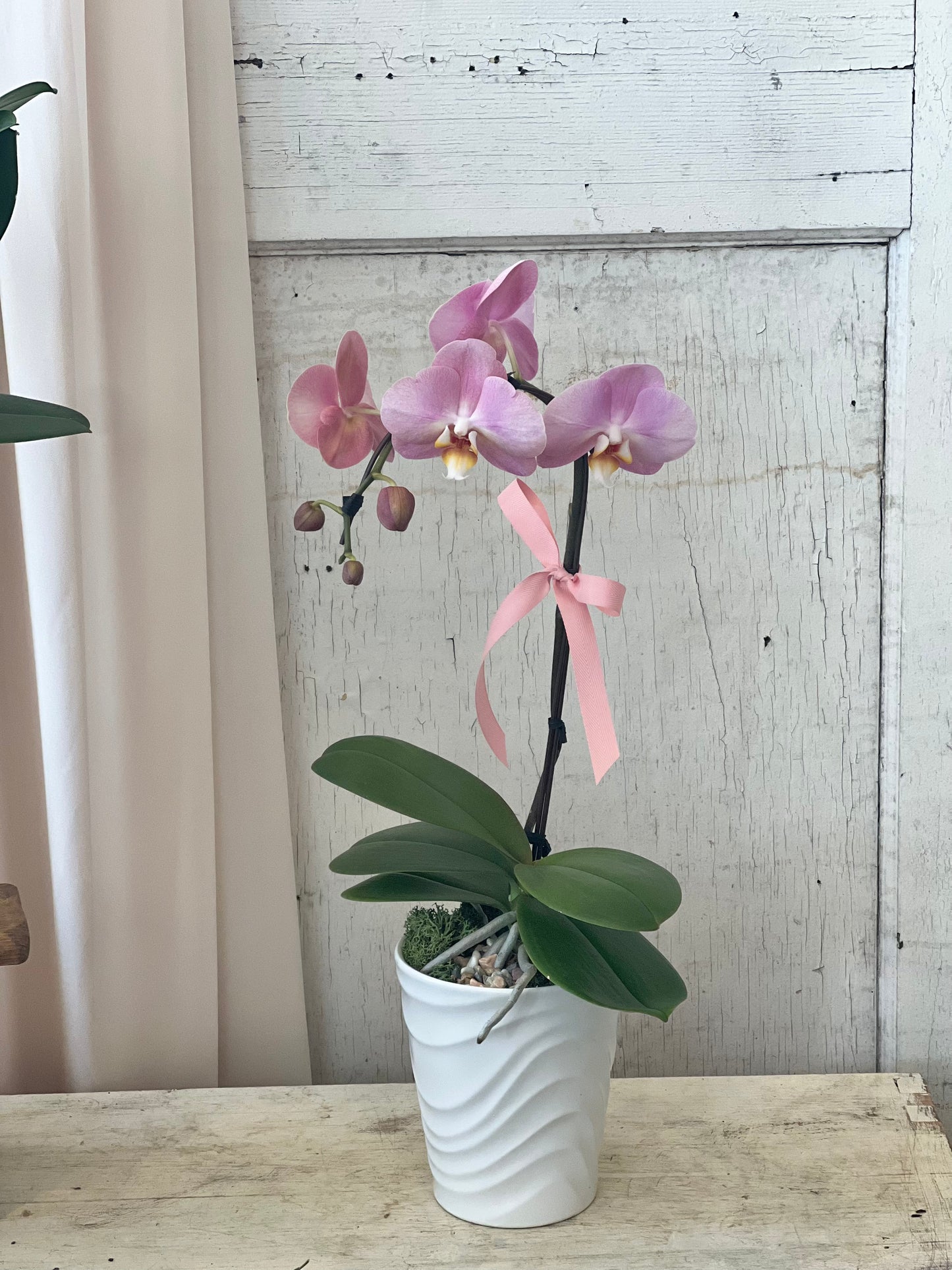 .Mother's Day Special Orchid Plant