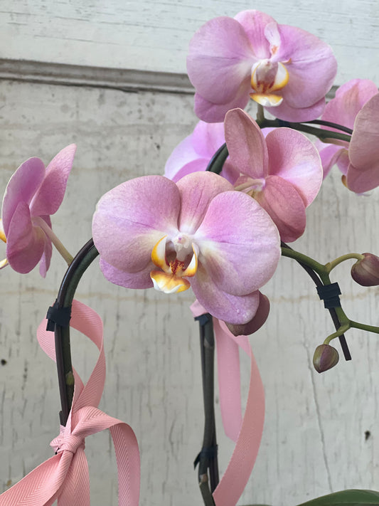.Mother's Day Special Orchid Plant