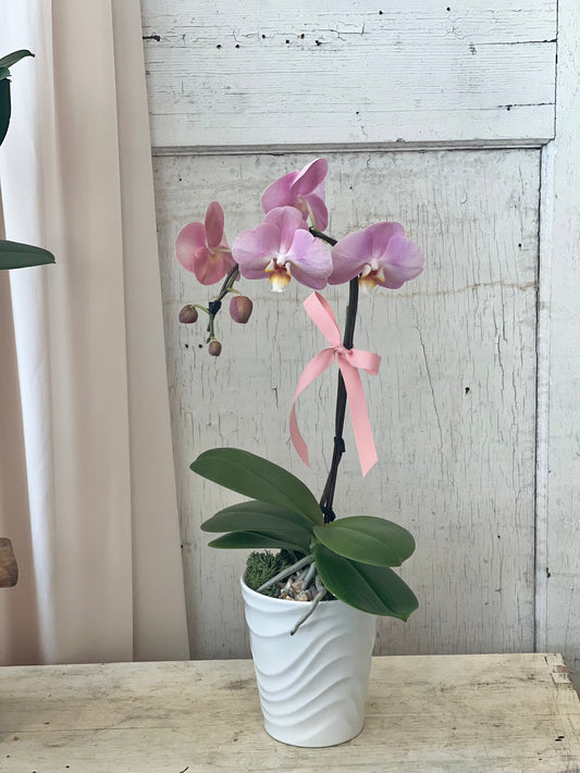 .Mother's Day Special Orchid Plant